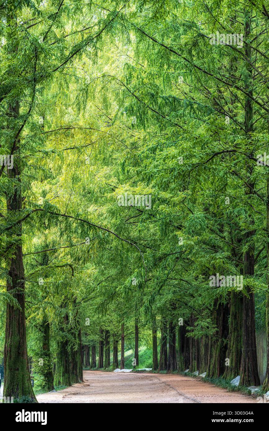 Damyang Metasequoia Road wurde während der Sommersaison genommen. Berühmte Touristenattraktion in Damyang, Südkorea Stockfoto