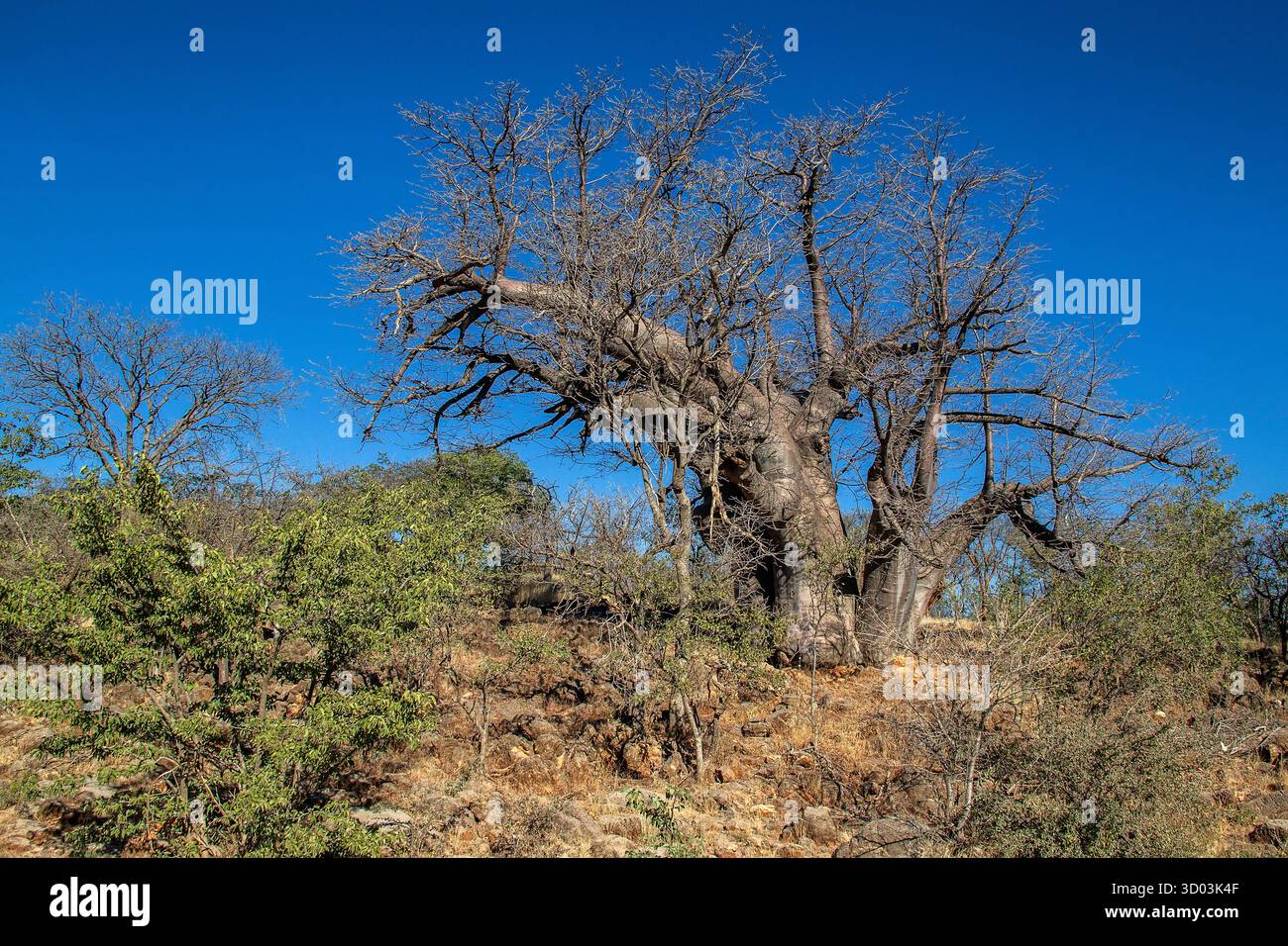 Blattloser Baobab-Baum auf einem Hügel unter blauem Himmel im Norden Namibias. Stockfoto
