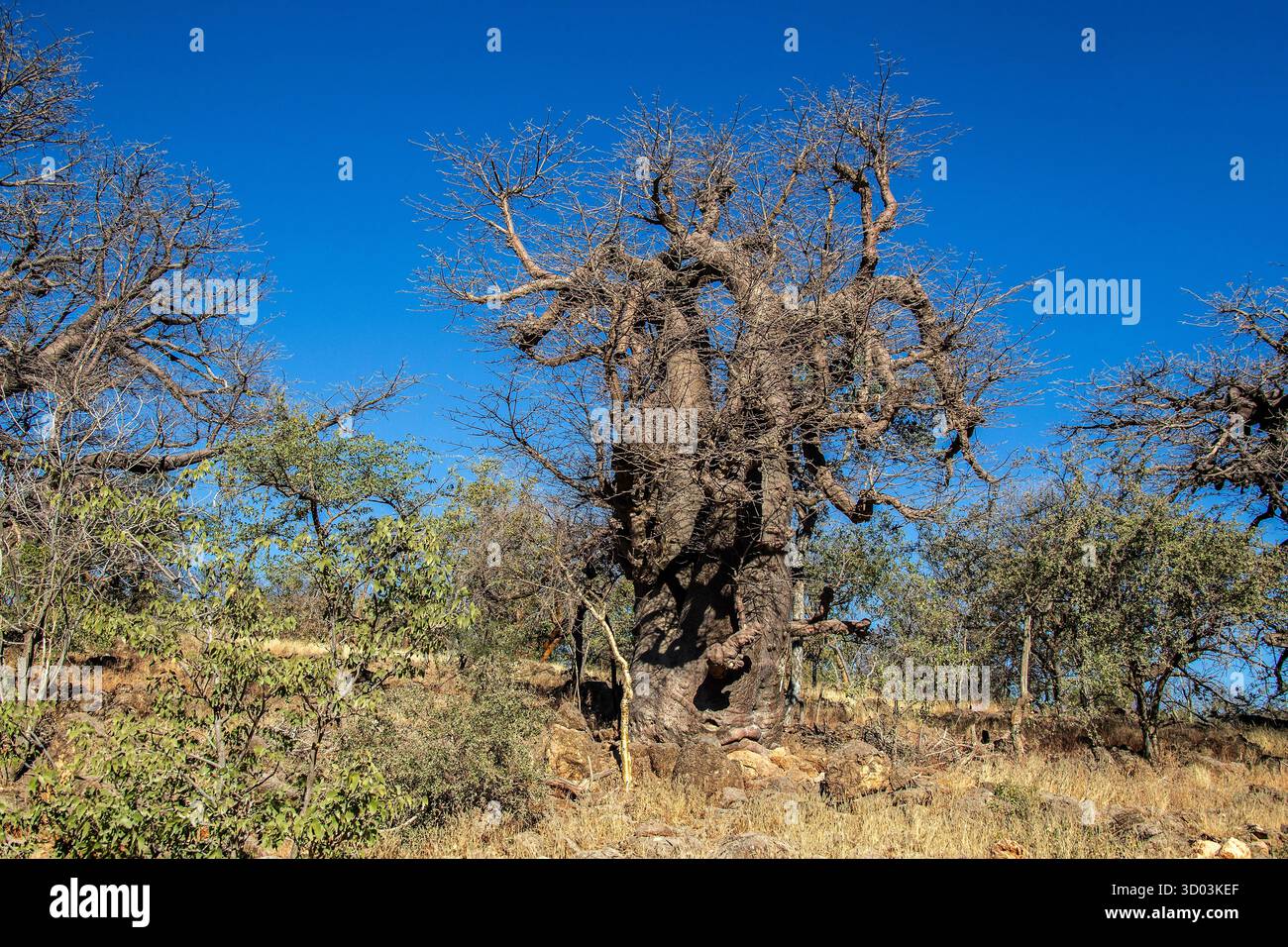 Blattloser Baobab-Baum auf einem Hügel unter blauem Himmel im Norden Namibias. Stockfoto