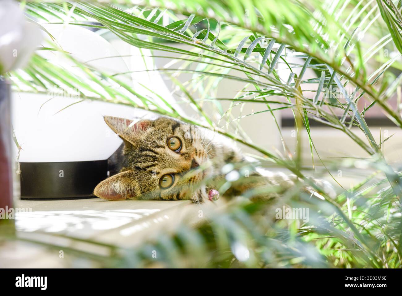 Junge Katze, die drinnen spielt, in einem Wohnhaus das Kätzchen versteckt sich hinter einer Hauspflanze in der Nähe des Fensters Stockfoto