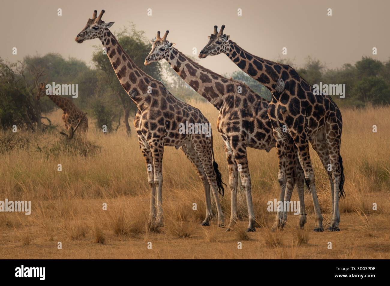 Rothschilds Giraffen bewegen sich frei in der offenen Wildnis des Murchison Falls National Park. Stockfoto