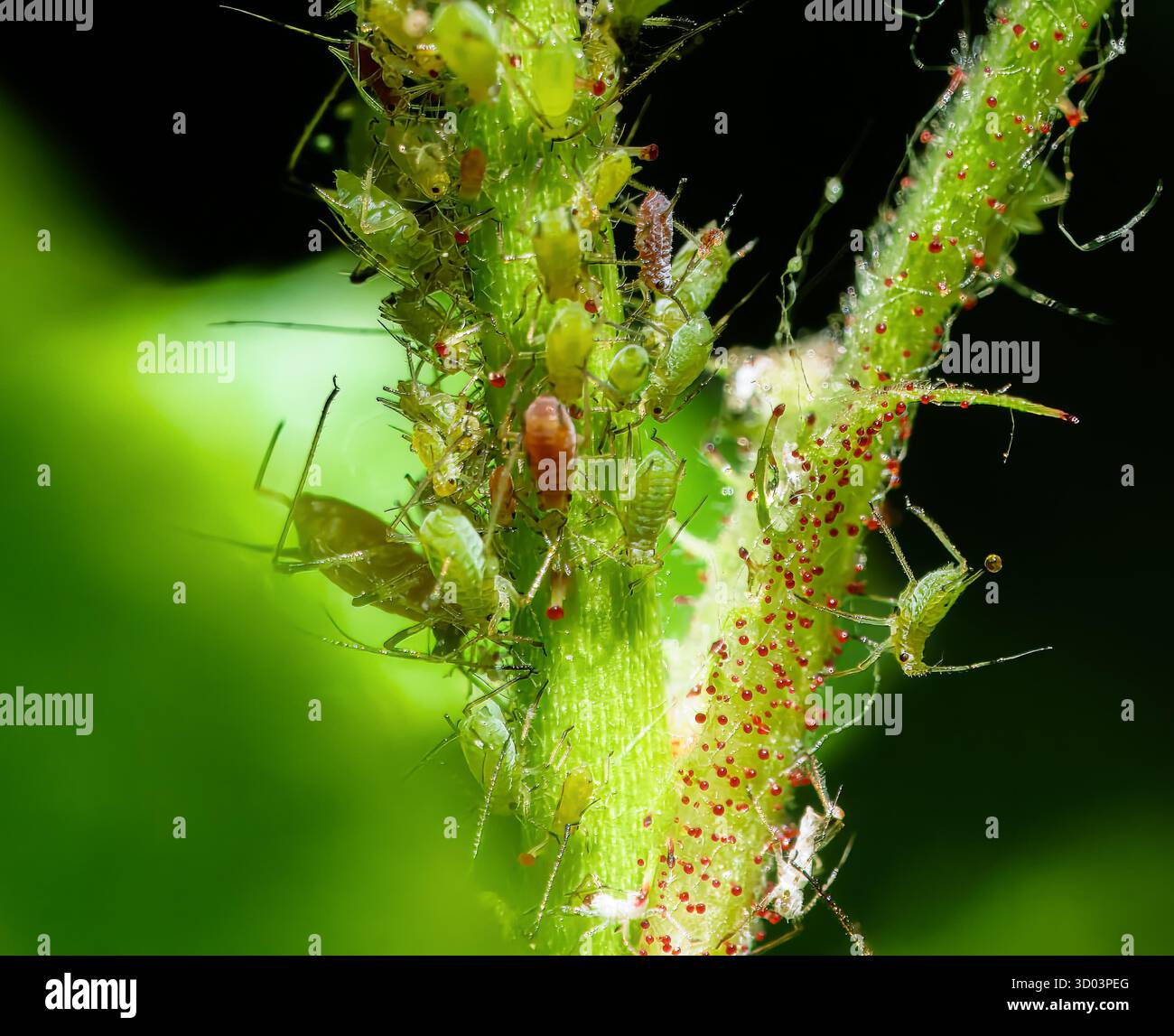 Makro einer Blume, die voll von Läusen ist Stockfoto