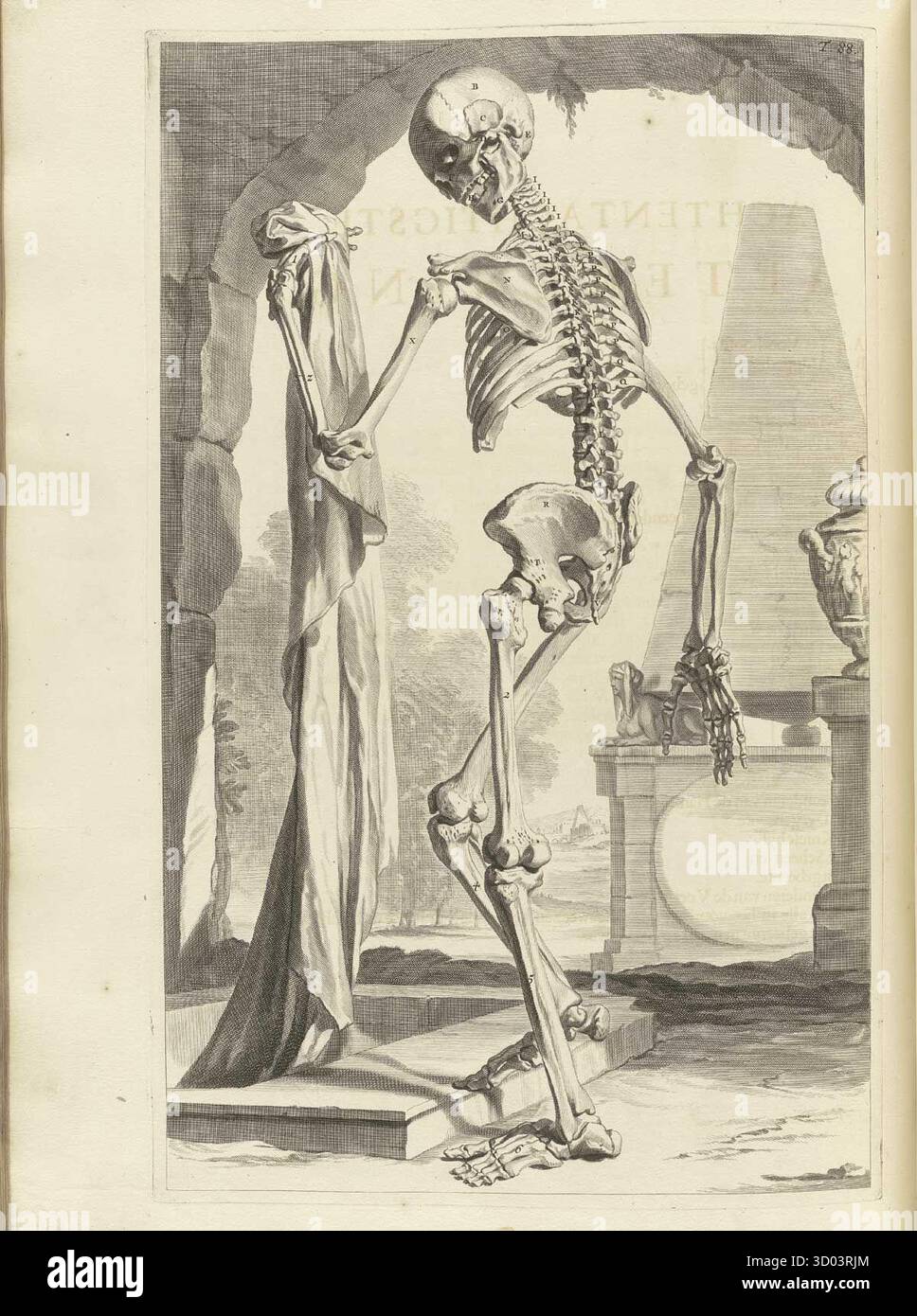 Historische anatomische Illustration eines menschlichen Skeletts in klassischer Umgebung, aus Ontleding des menschelyken lichaams von Govard Bidloo, 1690. Stockfoto