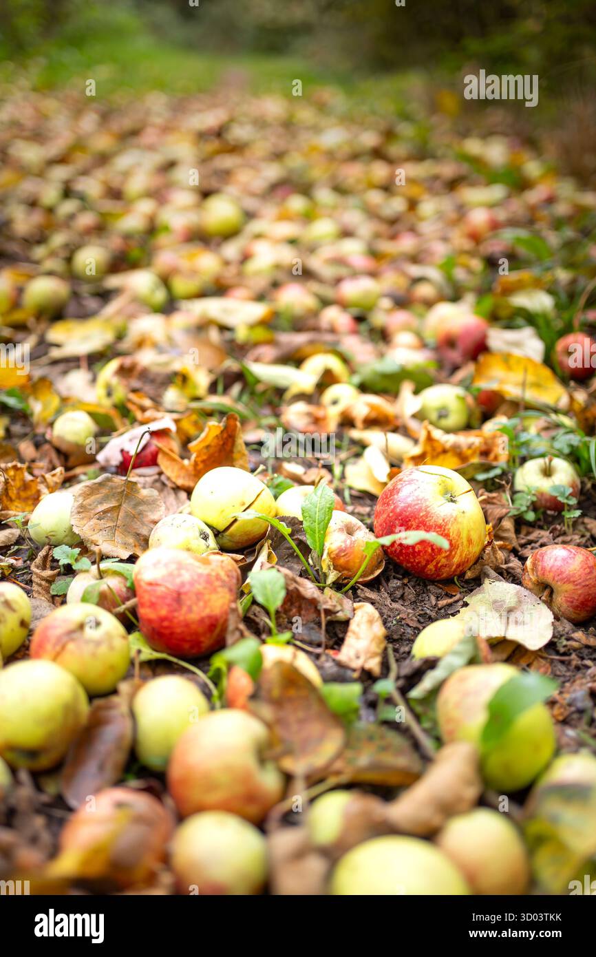 Nahaufnahme von englischen Windfall-Äpfeln, die auf dem Boden in der Nähe eines Waldweges in Großbritannien liegen. Mutter Natur ist die Antwort auf kostenloses Essen bei der Nahrungssuche in der Wildnis. Stockfoto