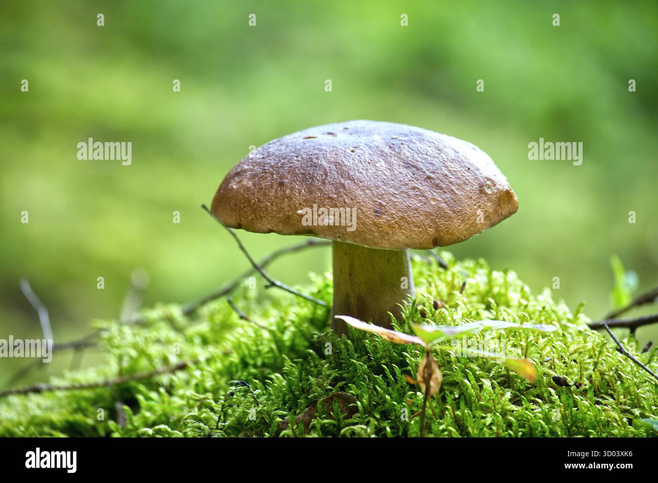 Nahaufnahme eines King Bolete Pilzes, der in einer moosigen Waldlandschaft wächst, ein beliebter essbarer Pilz. Stockfoto Nahaufnahme eines King Bolete Pilzes, der in einer moosigen Waldlandschaft wächst, ein beliebter essbarer Pilz. Stockfoto