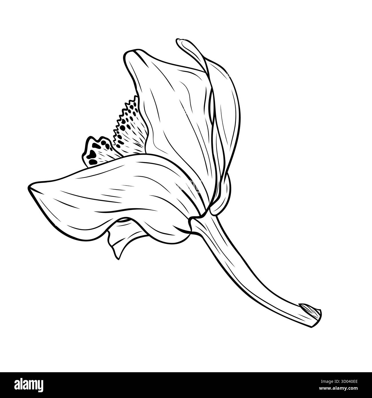 Vanilleblüte, Orchidee phalaenopsis mit großen Blütenblättern. Grafik Linie Kunst Hand gezeichnet Tinte schwarz-weiß Illustrationsvektor Stock Vektor