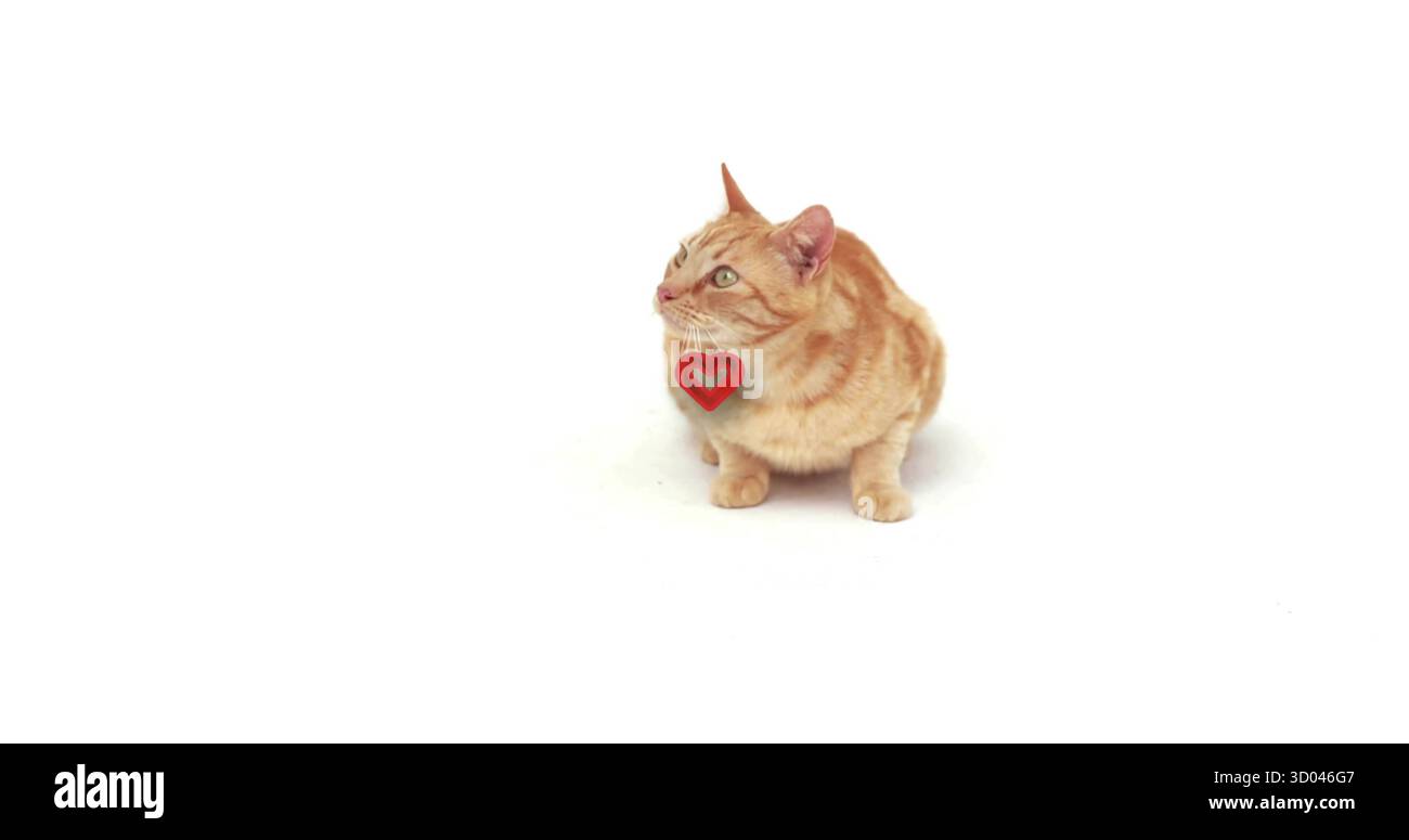 Sitzende Ginger Tabby Katze, die nach oben auf weißem Studiohintergrund blickt, mit Kragen und rotem Herzanhänger Stockfoto