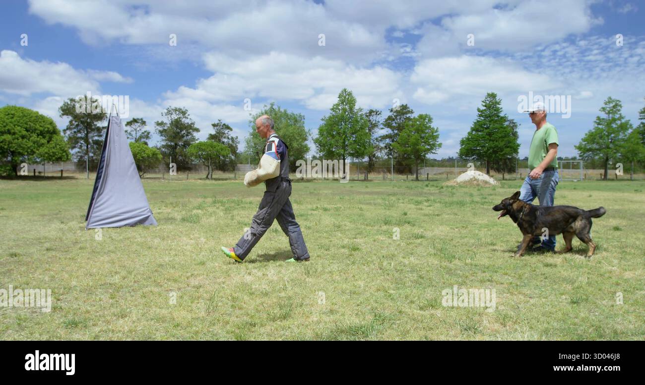 Wandermann im Schutzanzug gegen Blinde auf dem Trainingsfeld, Handler, der den deutschen Hirten anführt Stockfoto
