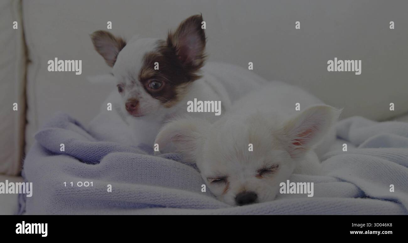 Zwei kleine langhaarige chihuahua-Hunde, die sich auf einem beigen Sofa kuscheln, mit hellblauer Decke Stockfoto