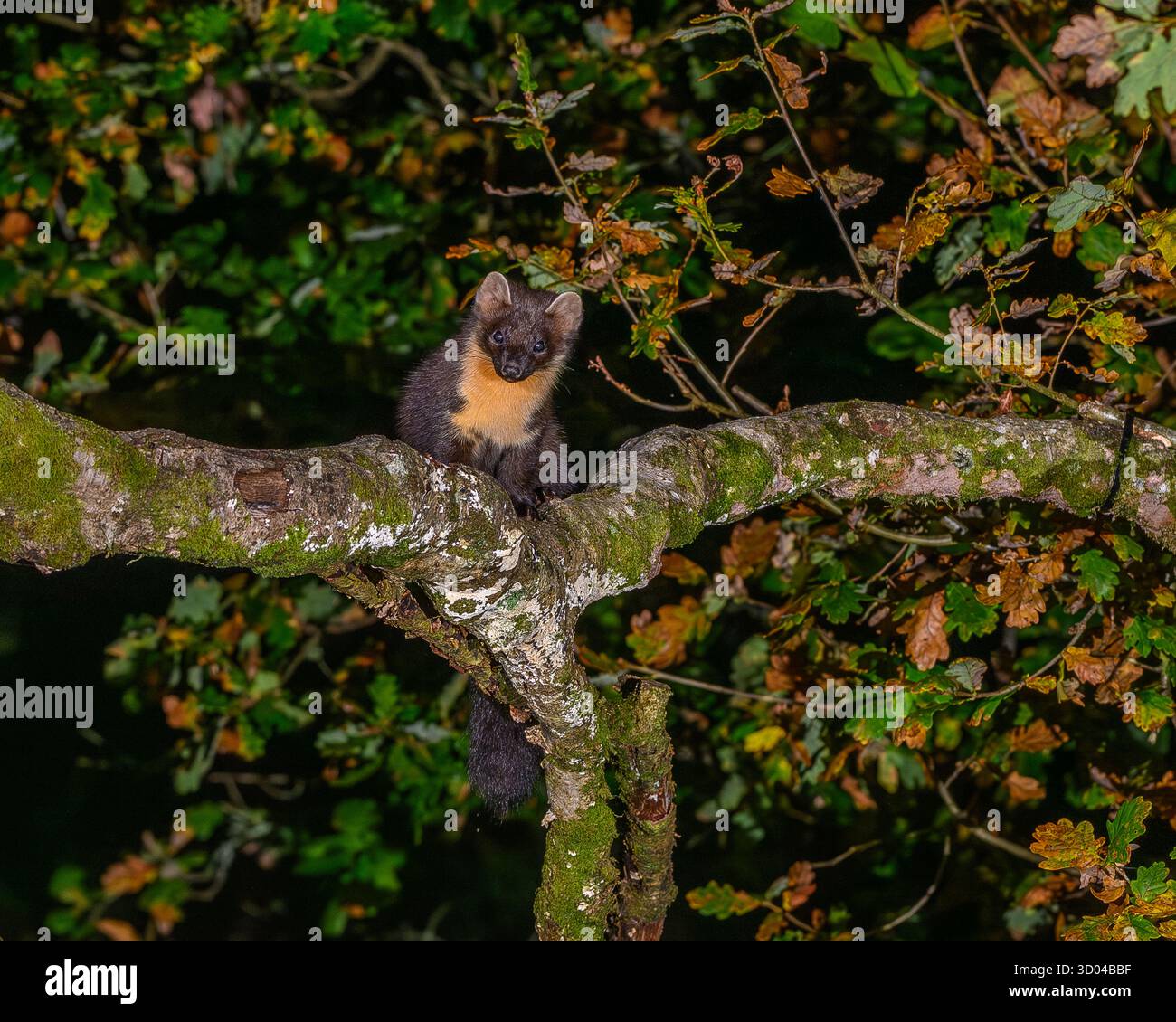 Pine Marten Reintroduction UK (Fotos im Dyfi Forest) Wales, UK Stockfoto