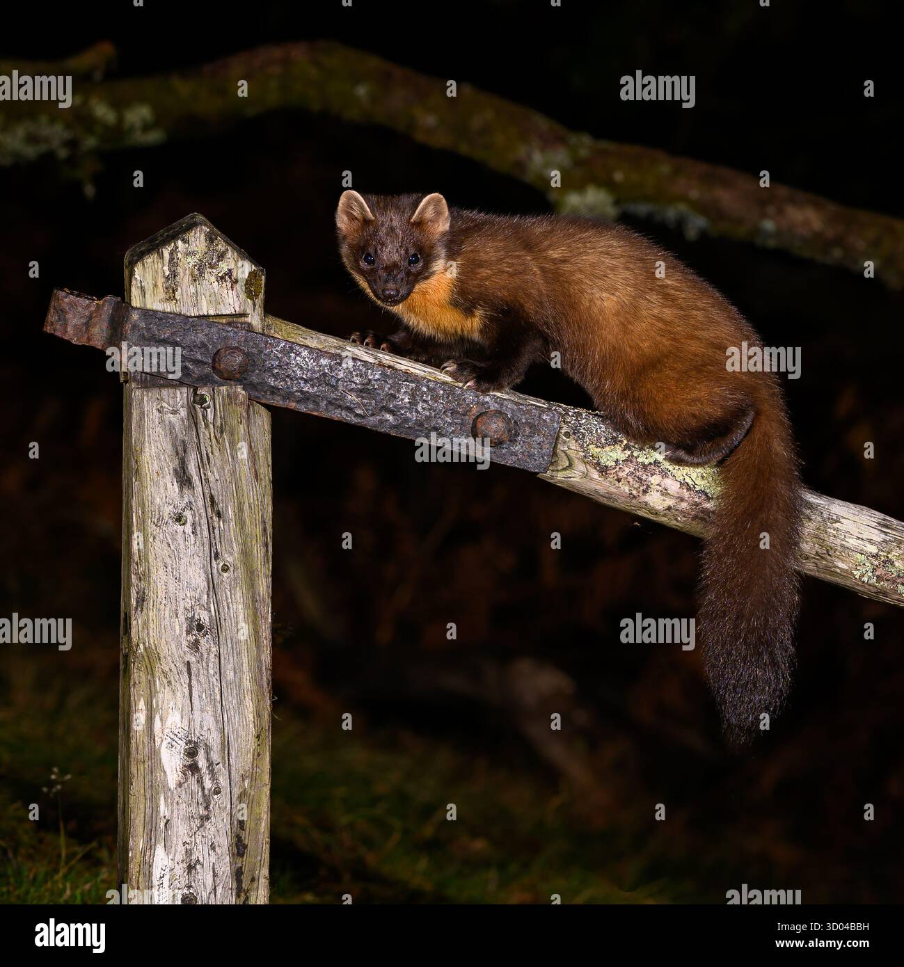 Pine Marten Reintroduction UK (Fotos im Dyfi Forest) Wales, UK Stockfoto