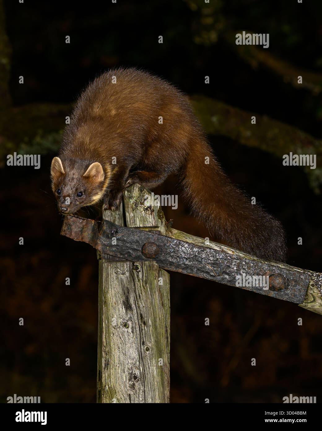 Pine Marten Reintroduction UK (Fotos im Dyfi Forest) Wales, UK Stockfoto