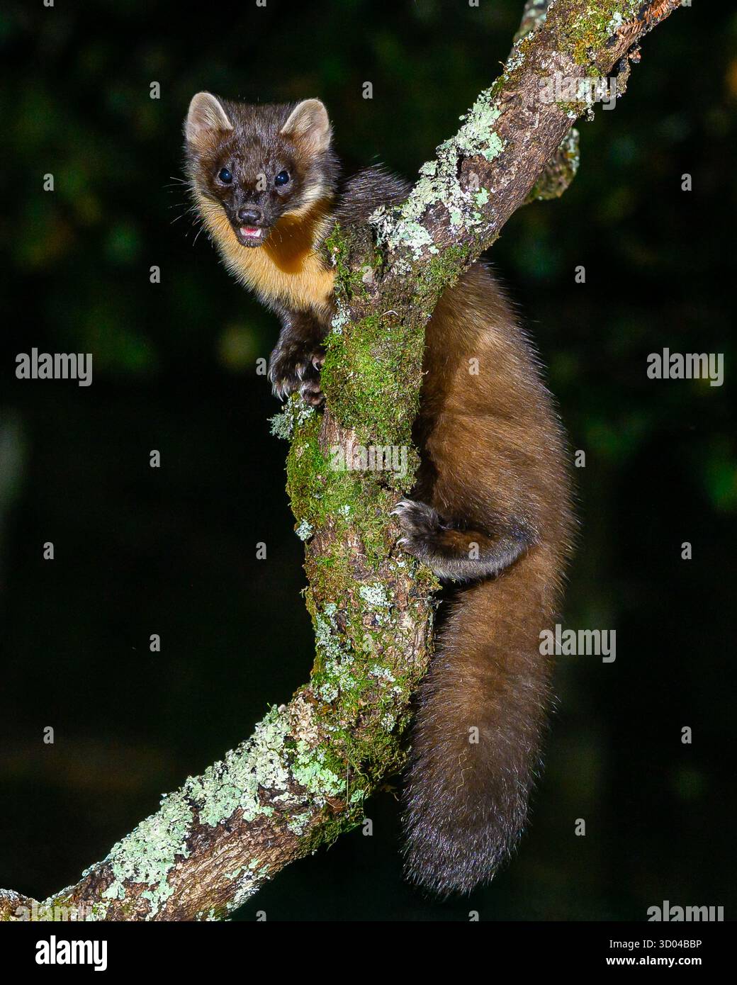 Pine Marten Reintroduction UK (Fotos im Dyfi Forest) Wales, UK Stockfoto