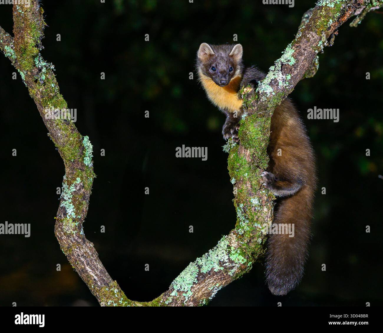 Pine Marten Reintroduction UK (Fotos im Dyfi Forest) Wales, UK Stockfoto