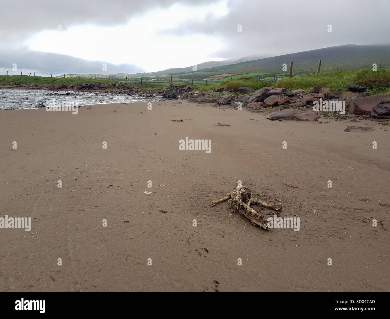 Verwitterter Kieferknochen (Unterkiefer) am Kilcummin Bay Beach, Dingle, Irland, an regnerischen Tagen mit Wolken, Nebel und sanften Hügeln im Hintergrund Stockfoto