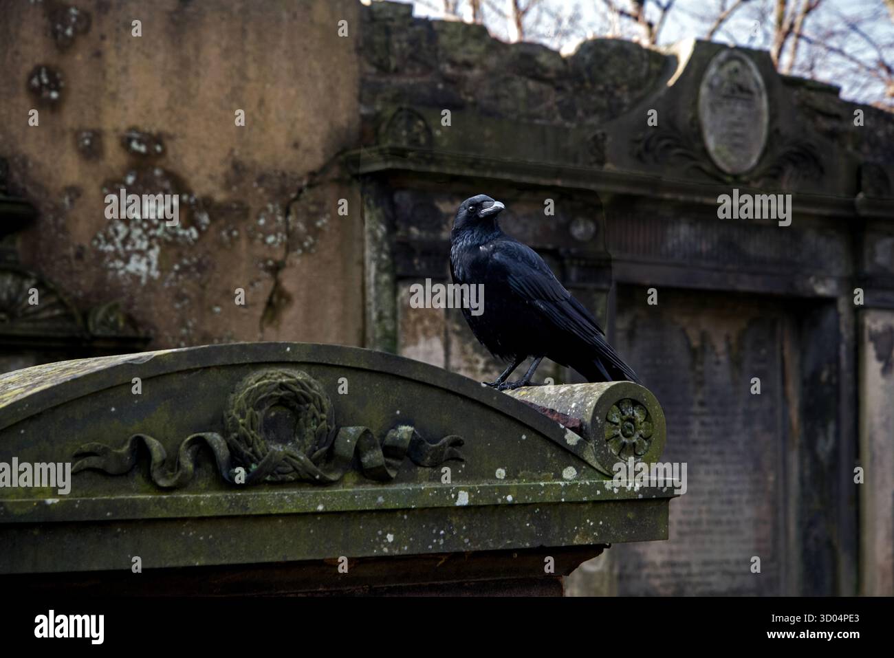 Krähe sitzt auf einem Grabstein in Greyfriars Kirkyard, Edinburgh, Schottland, Großbritannien. Stockfoto