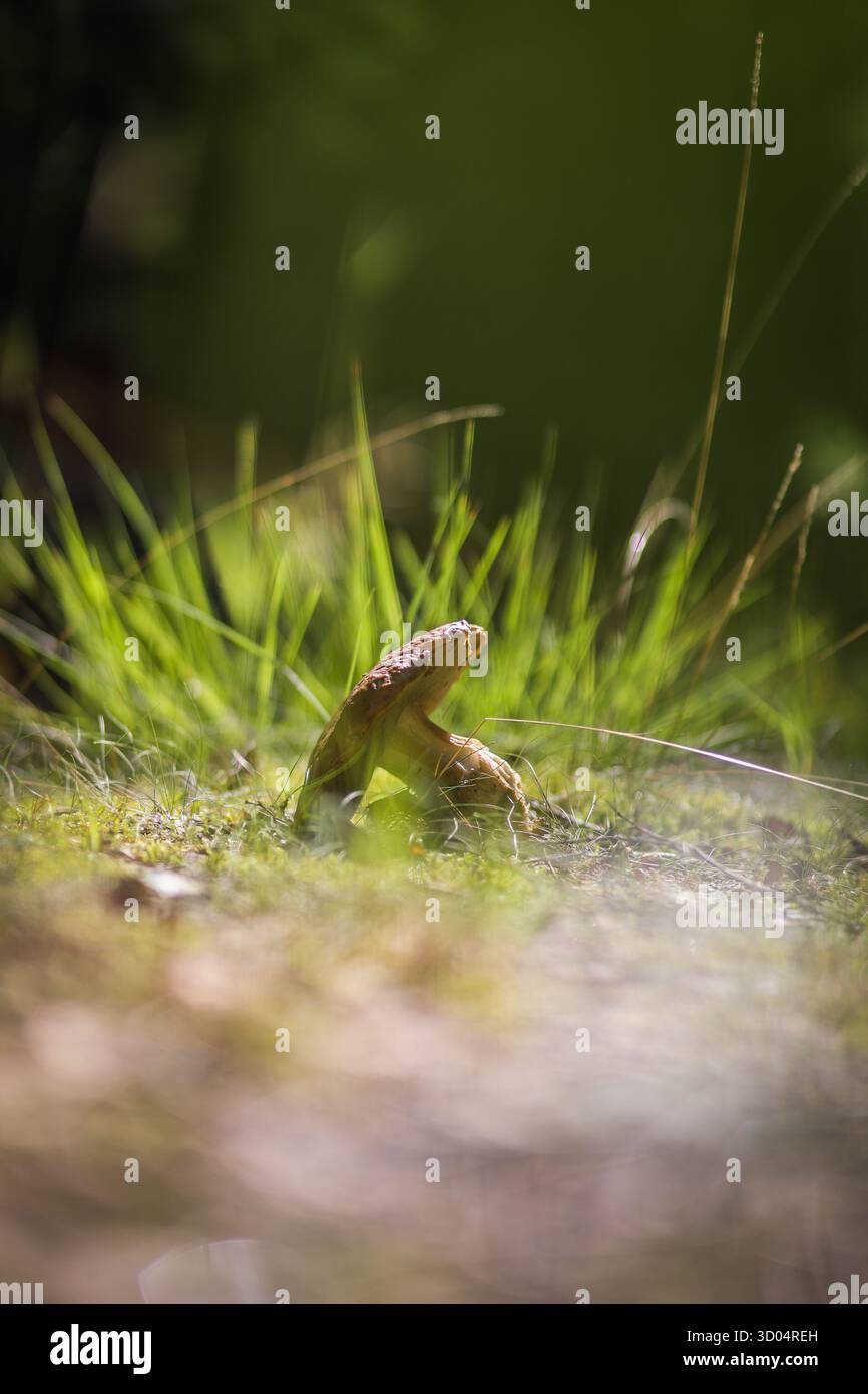 Wilde Pilze, die in sonnendurchflutetem Gras am Rande eines schwedischen Moorwaldes wachsen Stockfoto