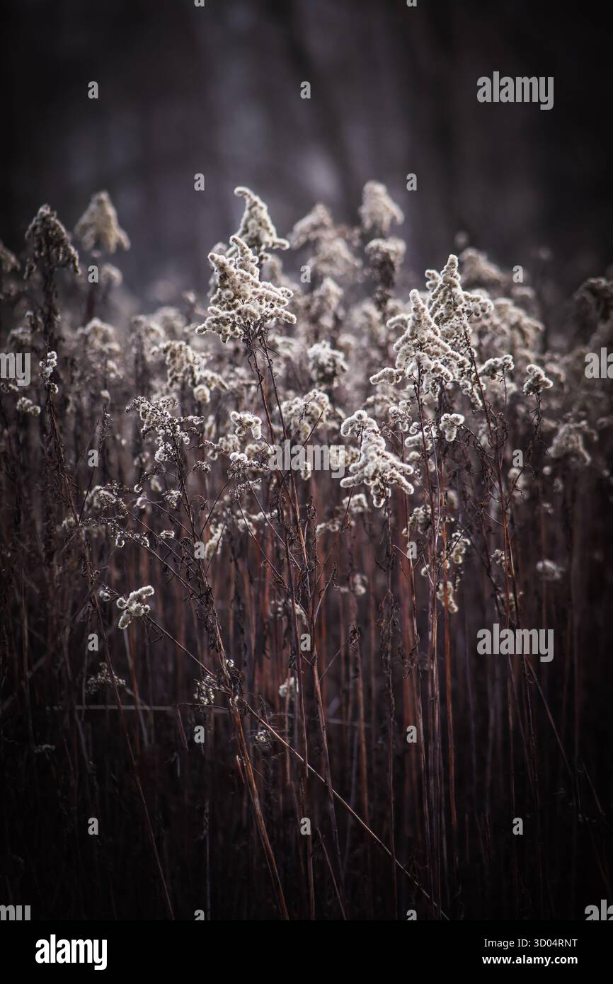 Verdorbene Wildpflanzen, bedeckt mit weichen Samenflecken auf einem schwedischen Moor im Winterlicht Stockfoto