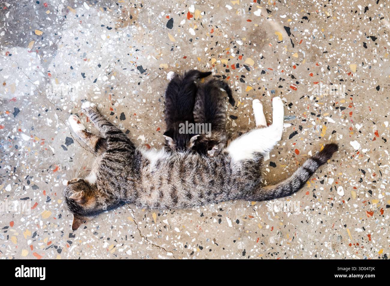 Mutter Katze füttert ihre Kätzchen. Säugende Katzenbabys. Familienkonzept. Stockfoto