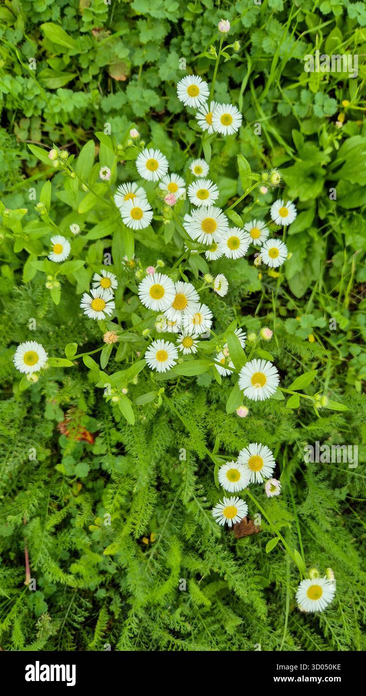 Kleine weiße Gänseblümchen auf grünem Grashintergrund, natürliche Frühlingswiese mit frischen Blumen. - Smartphone-aufgenommenes Stockfoto