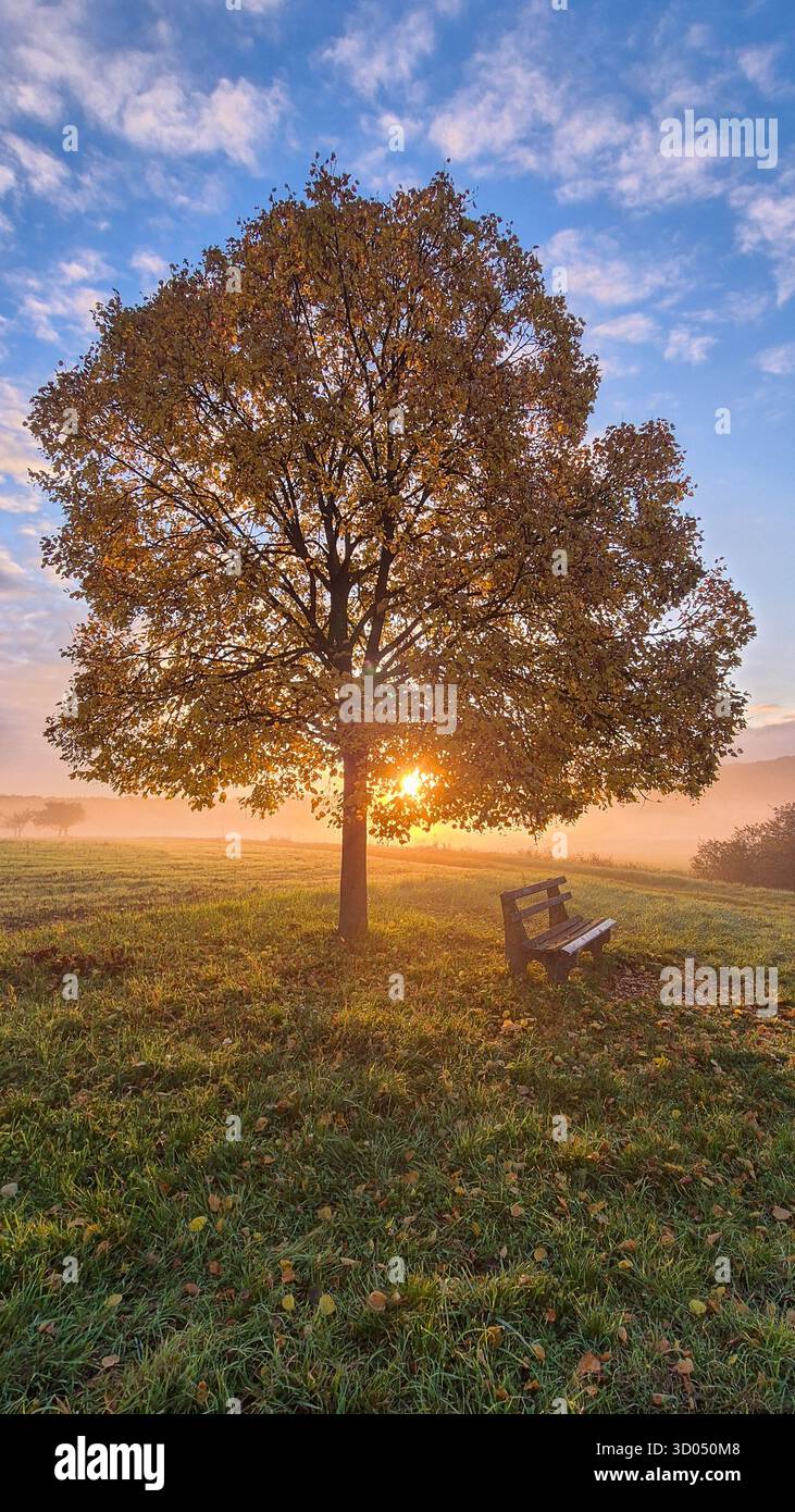 Gelber Herbstbaum im Morgennebel bei Sonnenaufgang über Wiese, friedliche Herbstlandschaft mit warmem Licht. - Smartphone-aufgenommenes Stockfoto