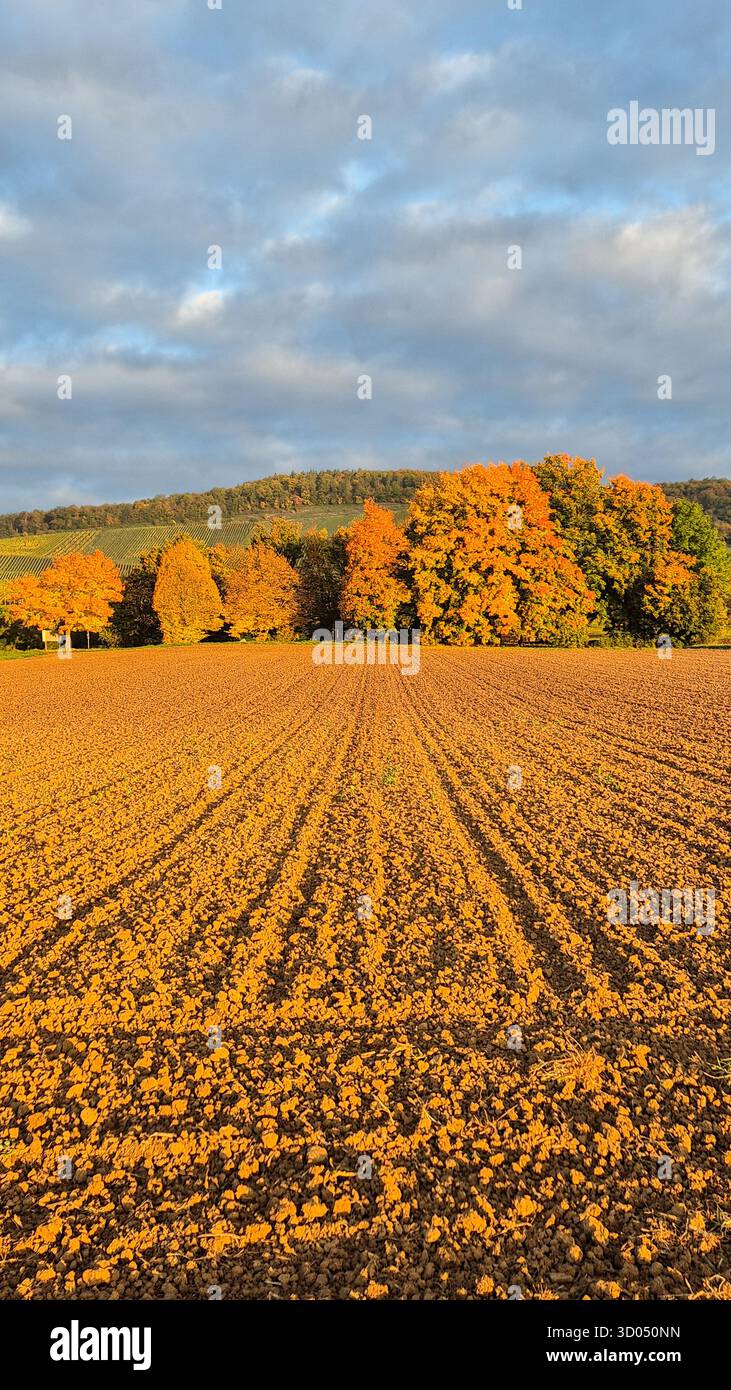 Herbstfeld leuchtet in orangefarbenem Sonnenaufgangslicht mit Herbstbäumen im Hintergrund, warme jahreszeitliche Landschaft. - Smartphone-aufgenommenes Stockfoto