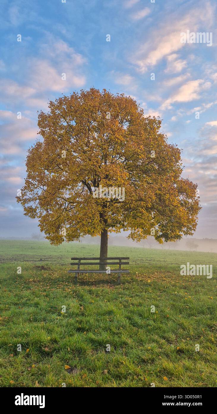 Gelber Herbstbaum im Morgennebel bei Sonnenaufgang über Wiese, friedliche Herbstlandschaft mit warmem Licht. - Smartphone-aufgenommenes Stockfoto
