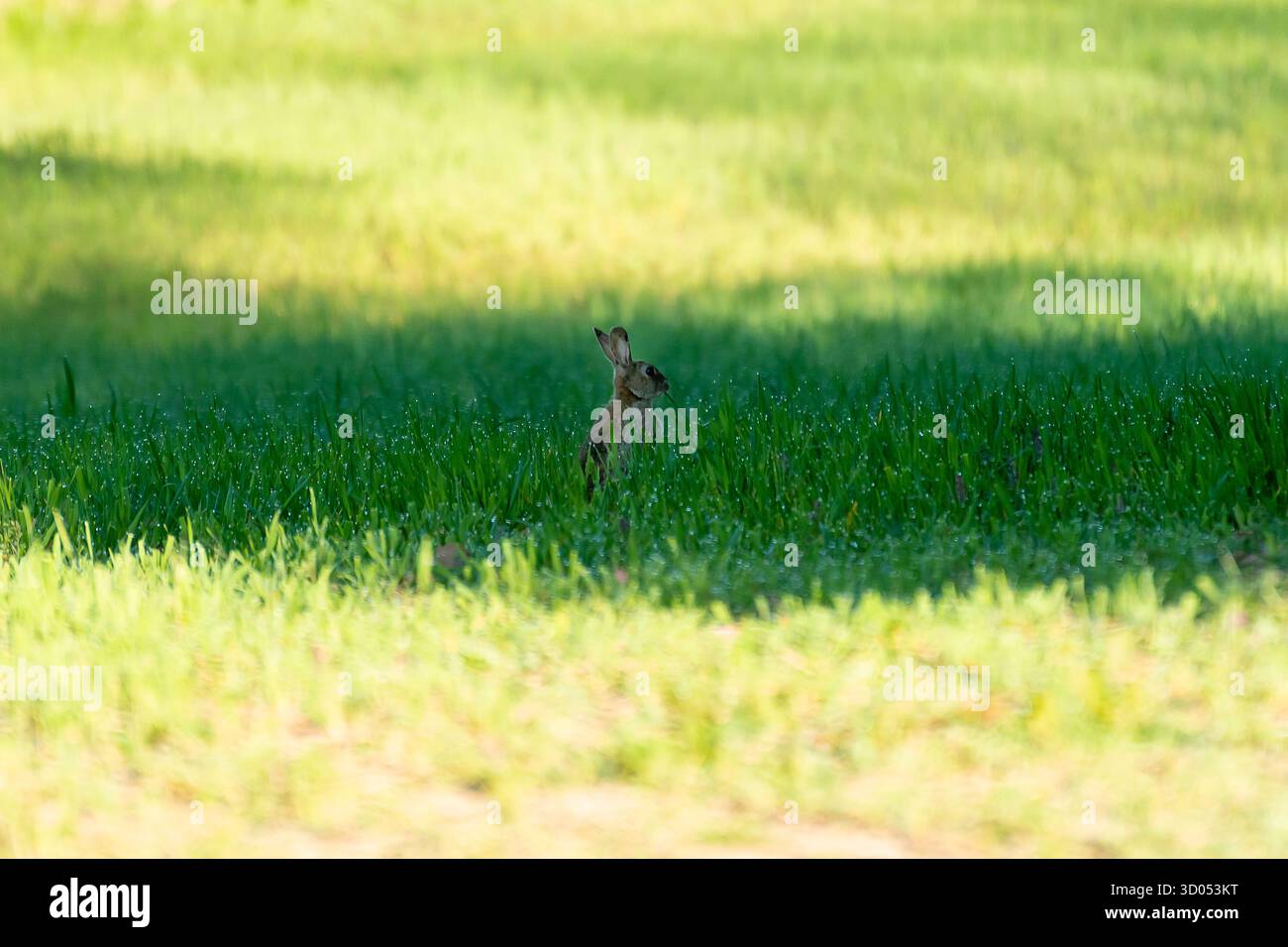 Ein Kaninchen grast in einem lebhaften grünen Feld, beleuchtet von sanfter Morgensonne. Stockfoto