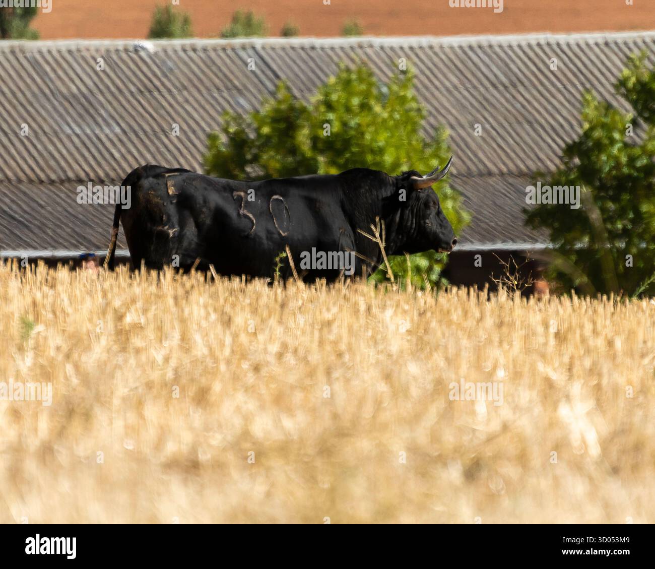 Eine schwarze Kuh spaziert an einem sonnigen Tag durch ein goldenes Weizenfeld mit einer rustikalen Scheune im Hintergrund. Stockfoto