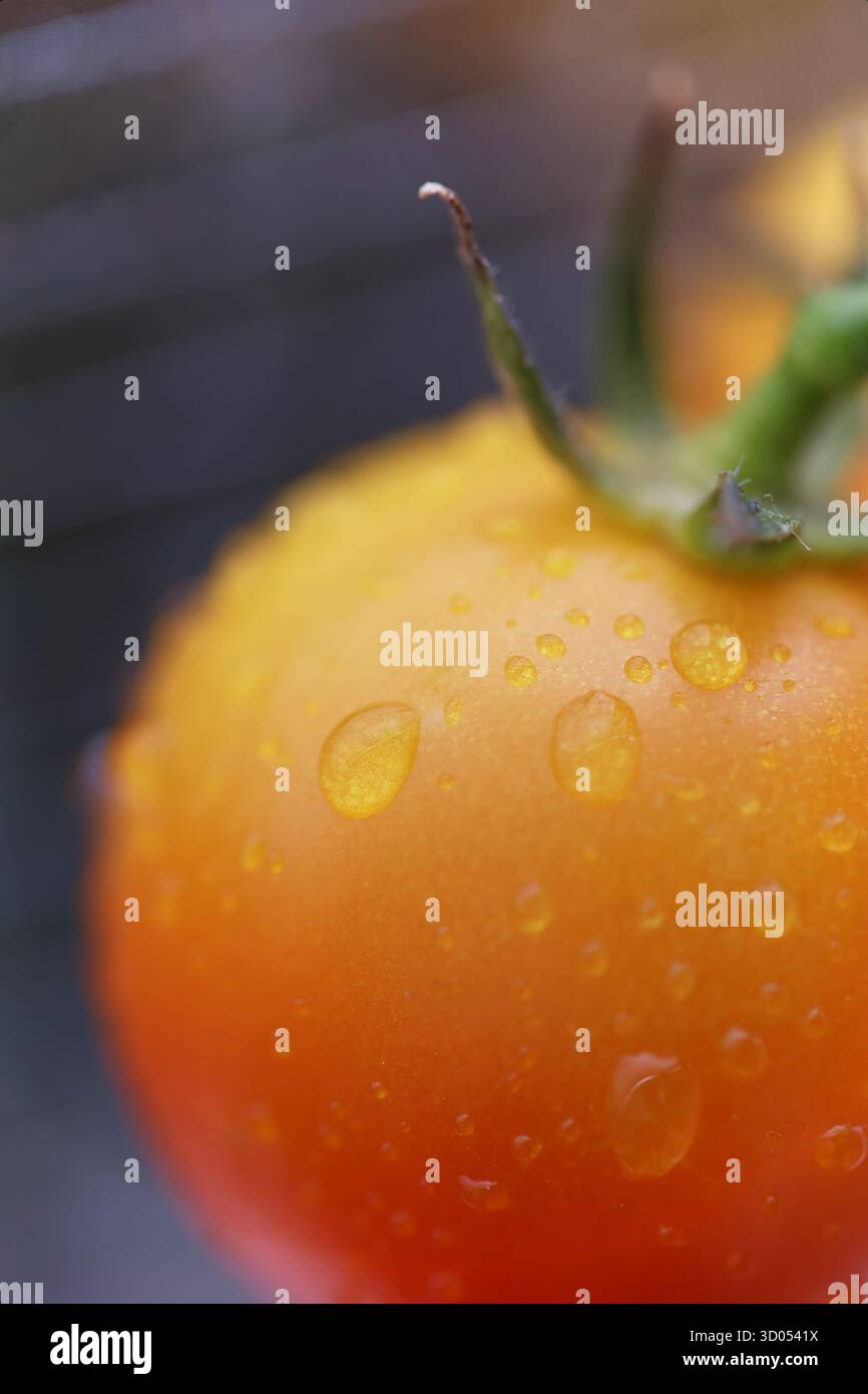 Vertikale Nahaufnahme einer reifenden gelb-orangen Kirschtomate mit Regentropfen darauf Stockfoto