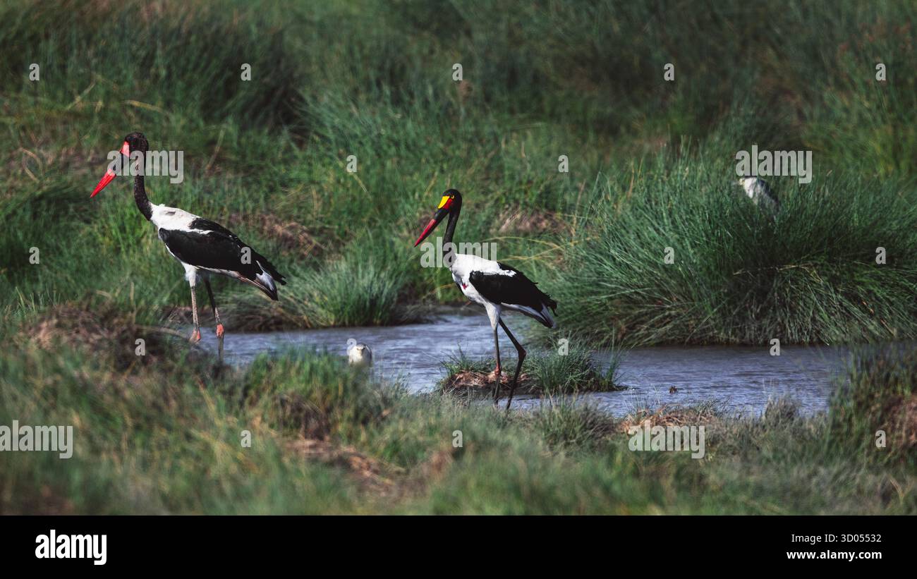 Bilder ostafrikanischer Vögel aus Tansania und Kenia in natürlichen Lebensräumen, die Gefieder, Verhalten und Tiervielfalt in der Region hervorheben. Stockfoto