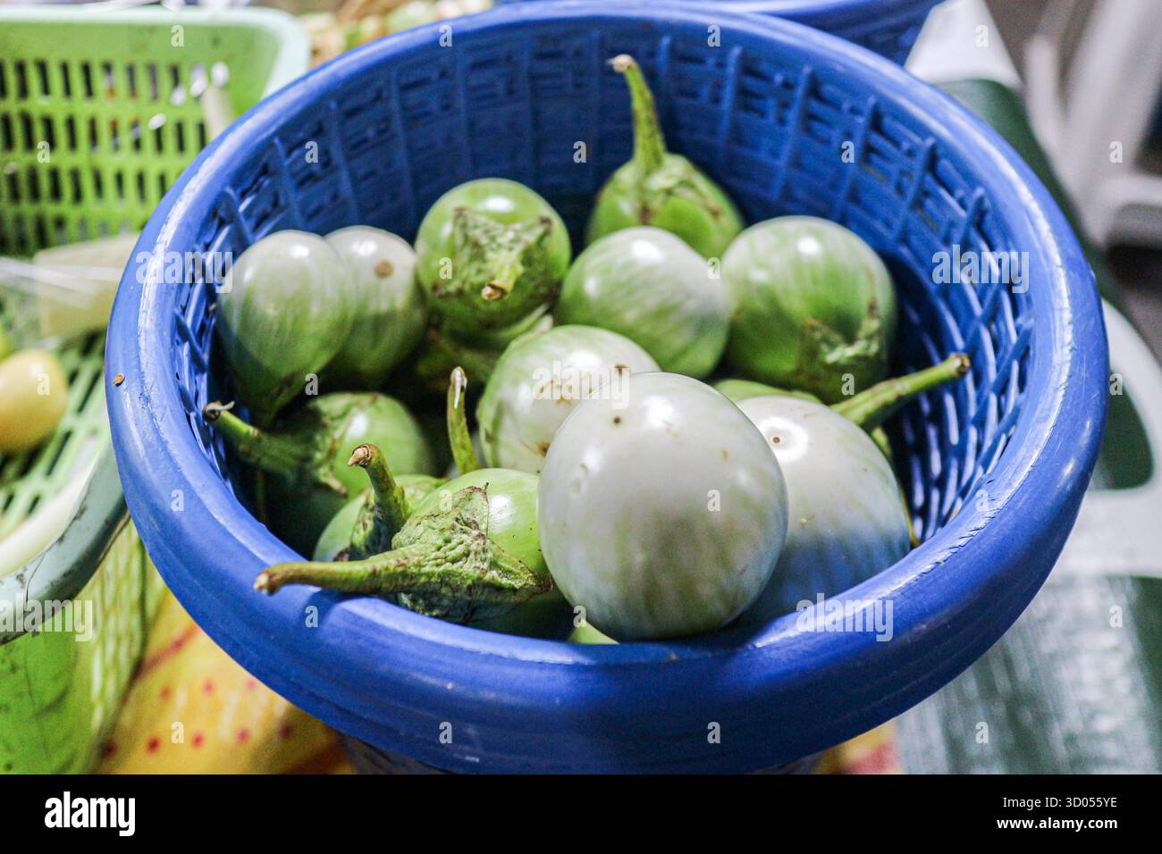 Thai Auberginen (Ma-Kuea Pro) in einem blauen Marktkorb. Wichtige Rohzutat für Som Tum und andere authentische thailändische/asiatische Gemüsegerichte. Stockfoto