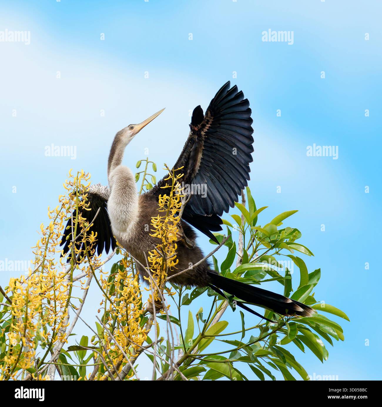 Anhinga (Anhinga anhinga) trocknet seine ausgestreckten Flügel auf einem Baum mit Blättern und gelben Blüten, weicher blauer Himmel Hintergrund mit Wolken, Stockfoto Anhinga (Anhinga anhinga) trocknet seine ausgestreckten Flügel auf einem Baum mit Blättern und gelben Blüten, weicher blauer Himmel Hintergrund mit Wolken, Stockfoto