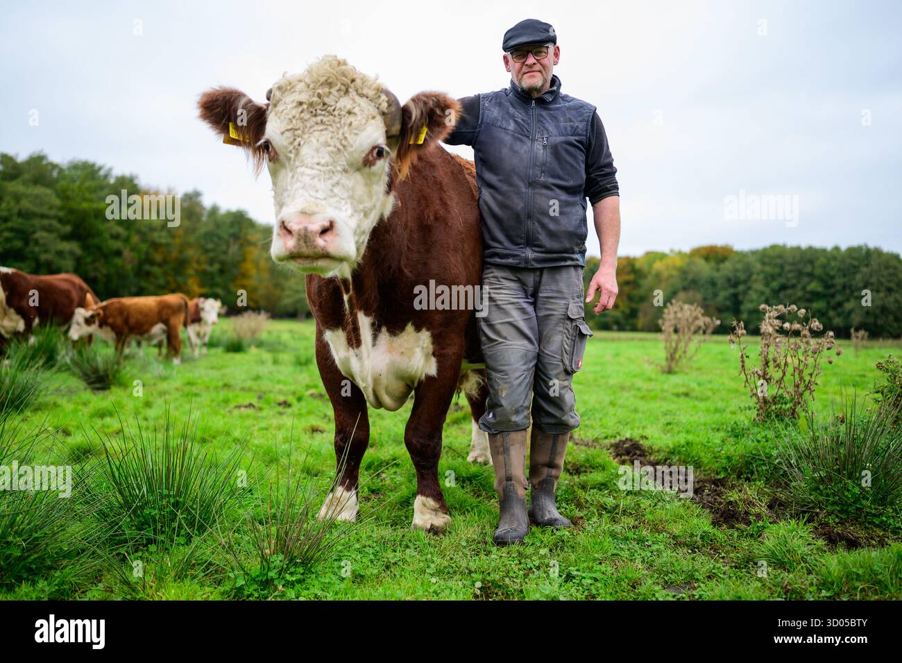Varendorf, Deutschland. Oktober 2025. Alexander Schmidt, Viehzüchter, steht auf einer Wiese neben Hereford Cattle namens Simba. Die rund 200 Rinder befinden sich 365 Tage im Jahr draußen im Landkreis Uelzen, sie werden auf der Weide geboren und dort auch zur Schlachtung betäubt. Quelle: Philipp Schulze/dpa/Alamy Live News Stockfoto