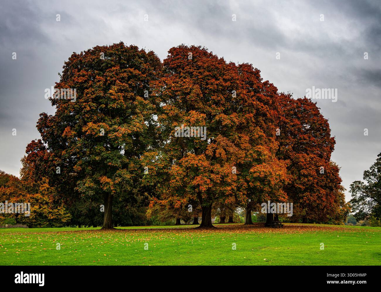 Bäume in herbstlichen Farben im Verulamium Park, St. Albans Stockfoto