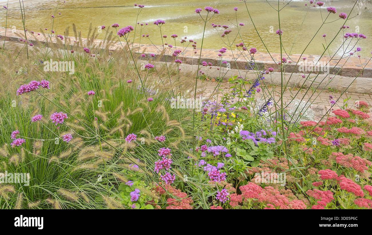 Helles Blumenbeet im Stadtgarten am Herbsttag - Smartphone-aufgenommenes Stockfoto