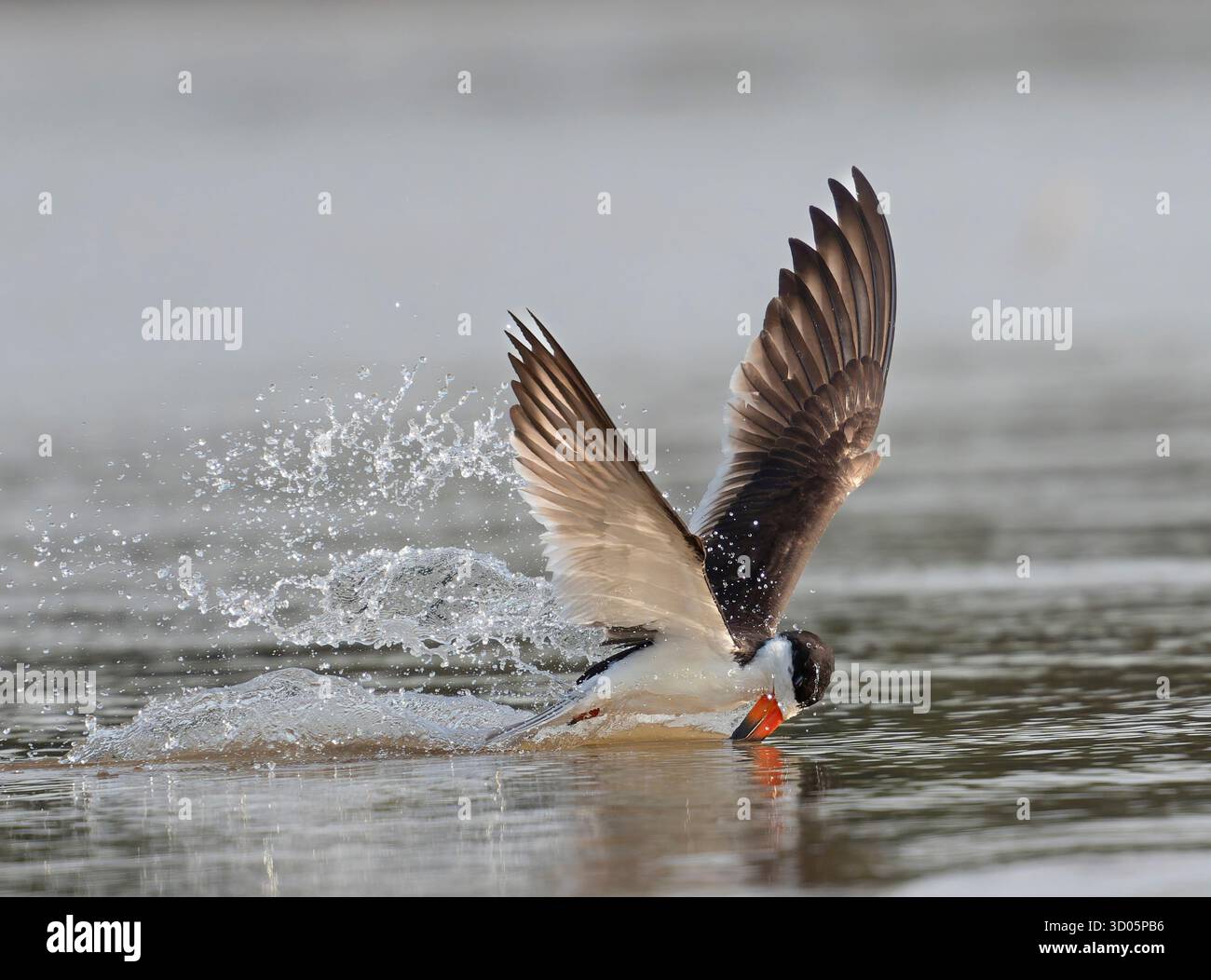 Schwarzer Skimmer (Rynchops niger), der nach rechts mit Wasserspray dahinter abtaucht, Flügel nach oben, Federdetail Stockfoto