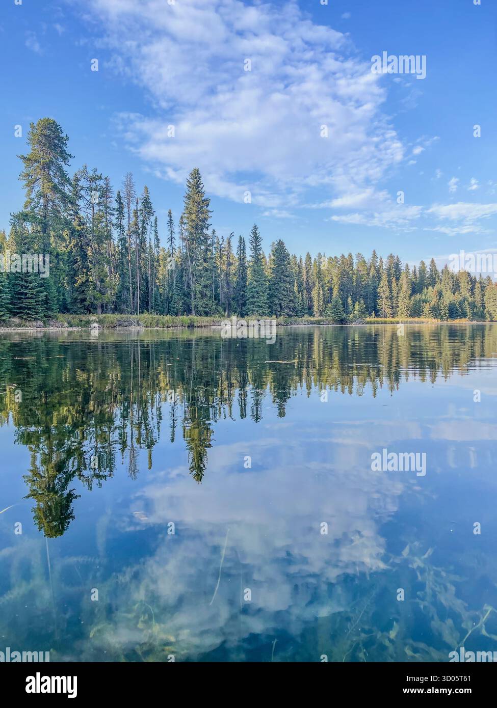 Eine ruhige Seeszene mit hohen Kiefern am Ufer, die sich perfekt im stillen Wasser spiegeln. Hellblauer Himmel und schimmernde Wolken unterstreichen den Peac - Smartphone-aufgenommenes Stockfoto