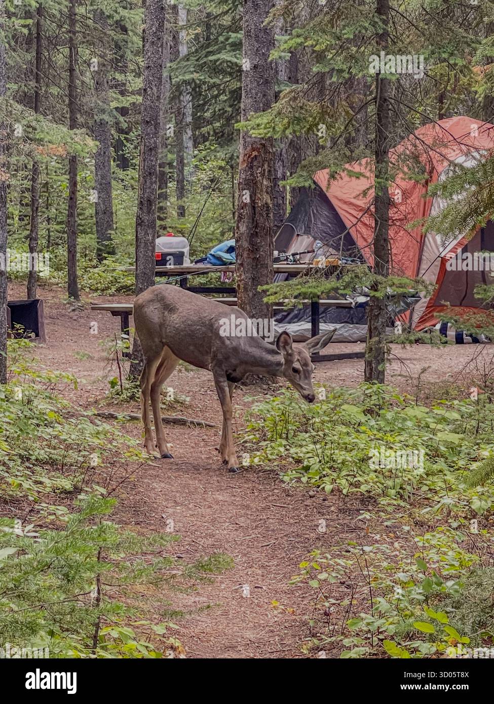 Ein einsamer Hirsch durchstreift einen Waldcamping mit Zelten und einem Picknicktisch und schafft so eine ruhige Outdoor-Szene. Das Bild vermittelt Natur, Einsamkeit und Tierwelt - Smartphone-aufgenommenes Stockfoto
