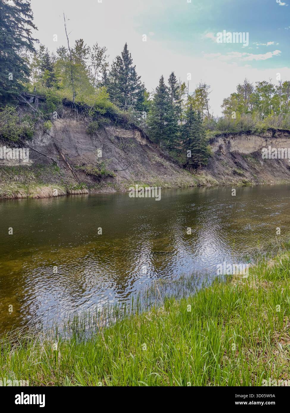 Ein ruhiger Fluss schlängelt sich entlang einer grasbewachsenen Küste neben erodierten Lehmbänken und Nadelbäumen und bietet eine ruhige natürliche Landschaft, die perfekt für Wanderungen in der Natur ist Stockfoto