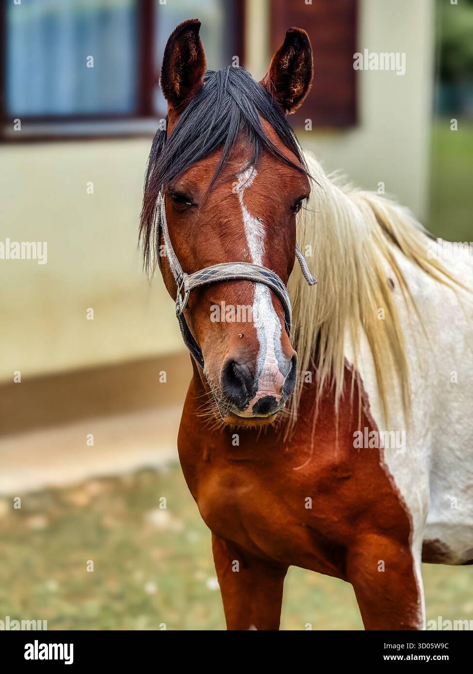 Porträt eines schönen Pferdes Stockfoto