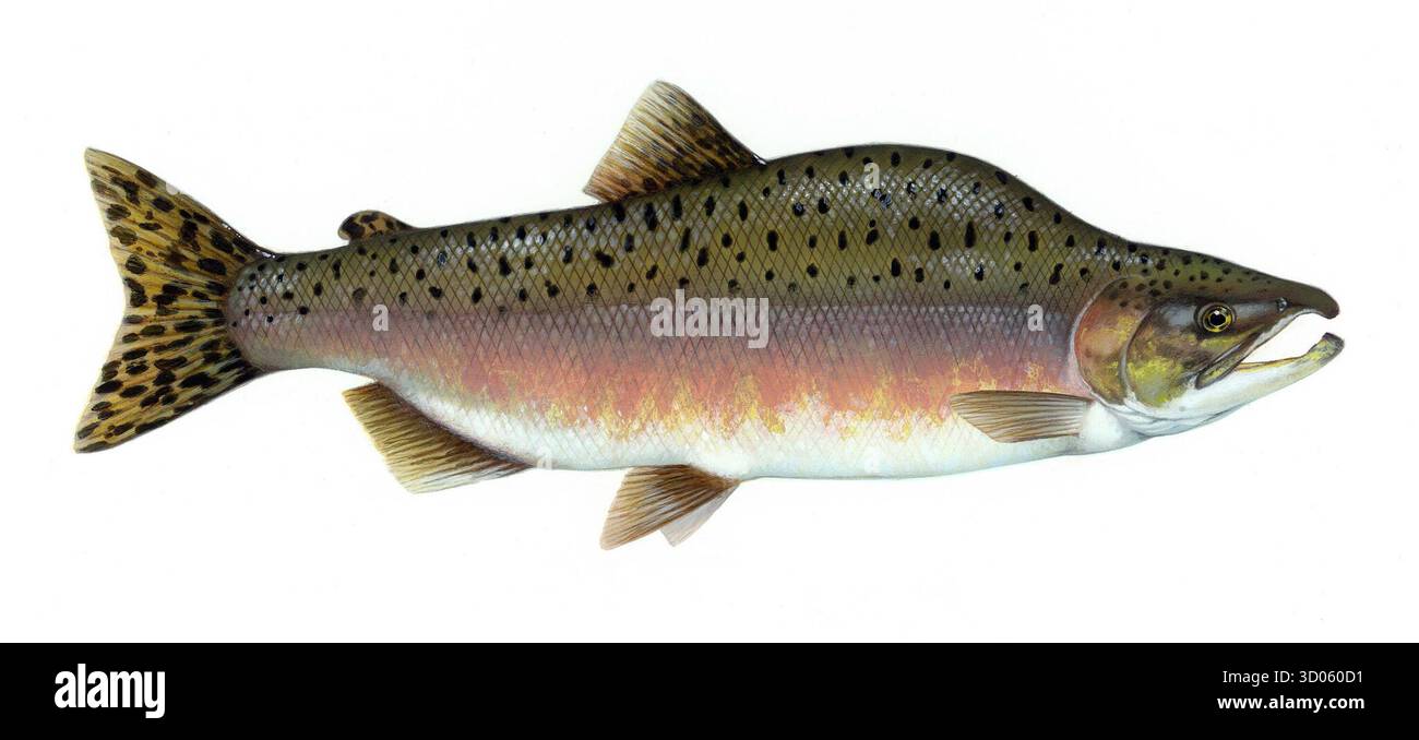 Wissenschaftliche Illustration eines rosafarbenen Lachses (Oncorhynchus gorbuscha) des Künstlers Timothy Knepp. Detaillierte Darstellung mit Farbgebung, Flossen und auffälligem gepunktetem Rücken und Schwanz. Entwickelt für pädagogische und biologische Referenz. Stockfoto