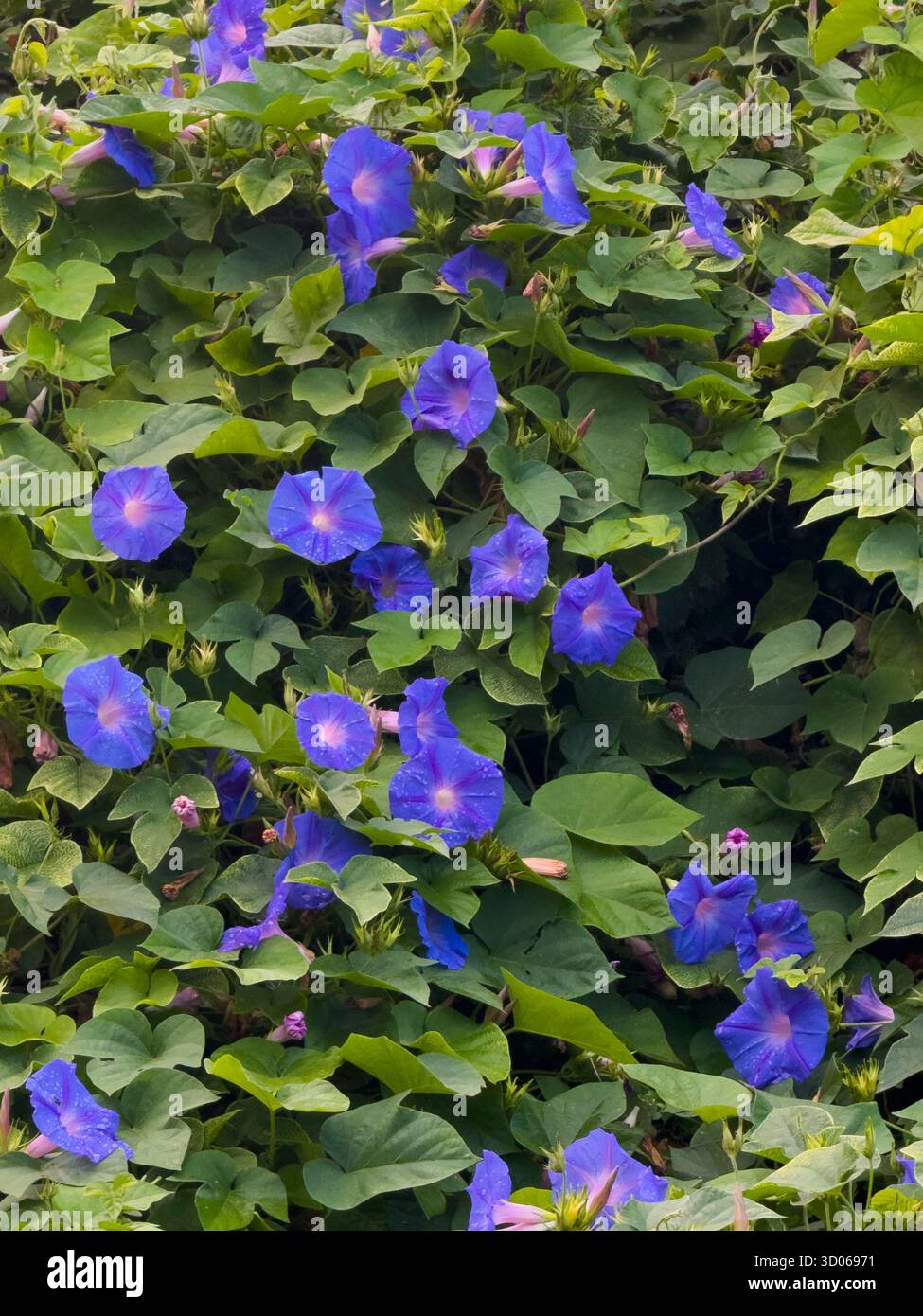 Morninglory blüht in Argyroupoli, einem kleinen Dorf mit Quellen und Wasserfällen - Kreta, Griechenland Stockfoto