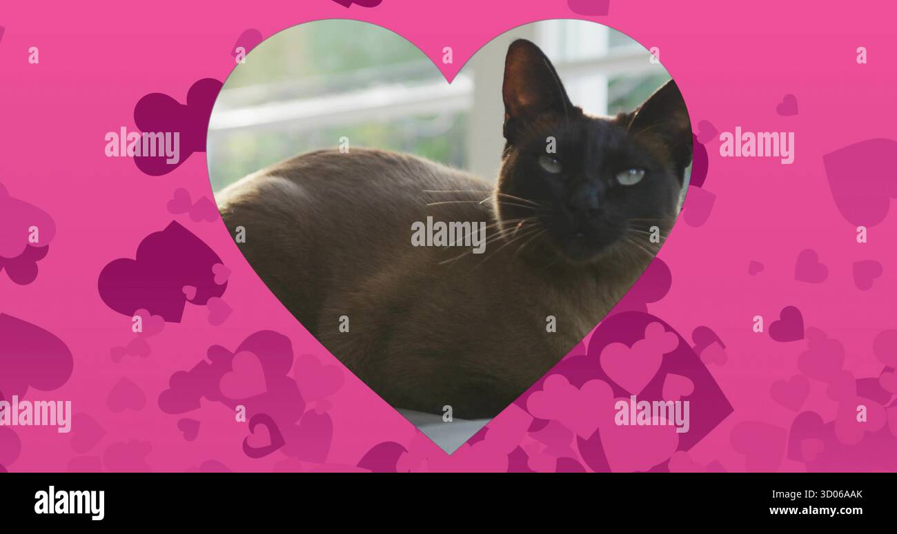 Liegende kurzhaarige Katze, die zu Hause durch einen herzförmigen Ausschnitt auf der Fensterbank blickt, mit rosafarbenem Überzug Stockfoto