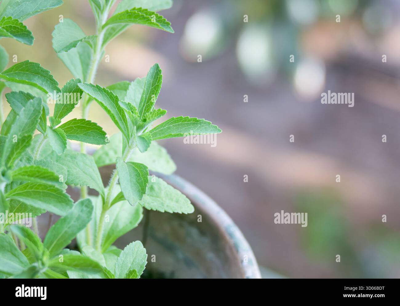 Steviapflanze gedeiht drinnen an einem Fenster mit leuchtend grünen Blättern und natürlichem Licht Stockfoto