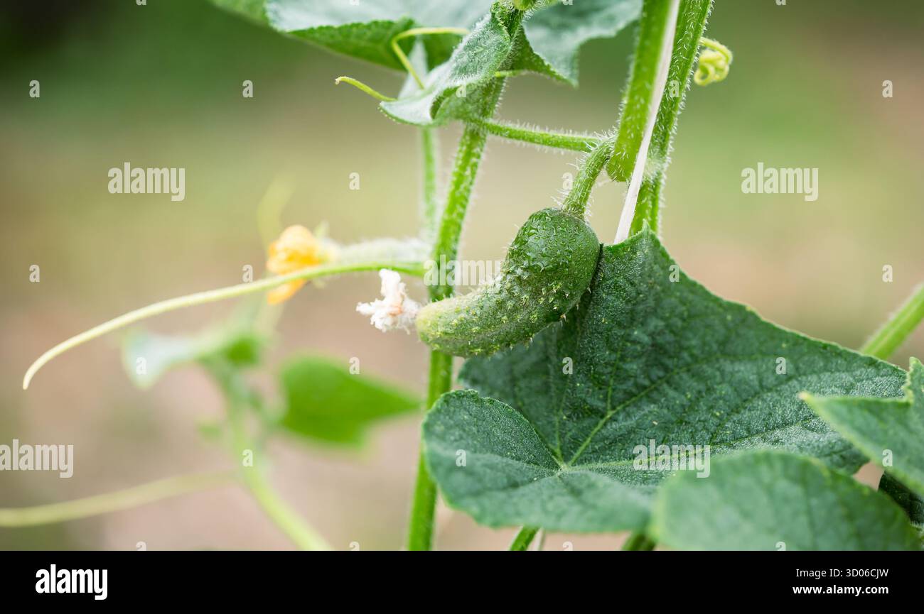 Eine junge, mit Tau bedeckte Gurke wächst auf einer gesunden grünen Rebe und symbolisiert Frische, biologische Landwirtschaft und natürliches Gemüsewachstum. Stockfoto