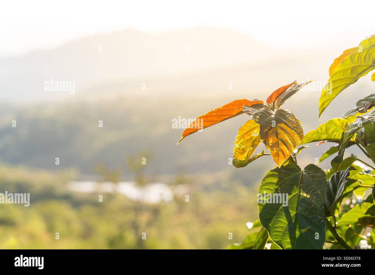 Wunderschönes Nahaufnahme von bunten Pflanzenblättern, die von der warmen, trüben Morgensonne hinterleuchtet werden. Eine weiche, unscharfe Berglandschaft Stockfoto