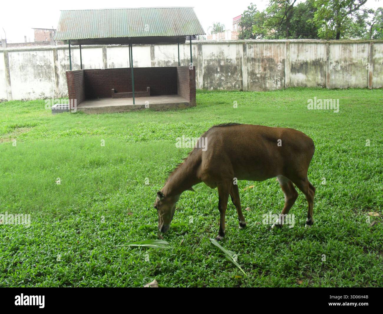 Nilgai (Boselaphus tragocamelus) im Zoo von Dhaka – der majestätische Blaue Stier, der Asiens größte Antilope repräsentiert Stockfoto Nilgai (Boselaphus tragocamelus) im Zoo von Dhaka – der majestätische Blaue Stier, der Asiens größte Antilope repräsentiert Stockfoto