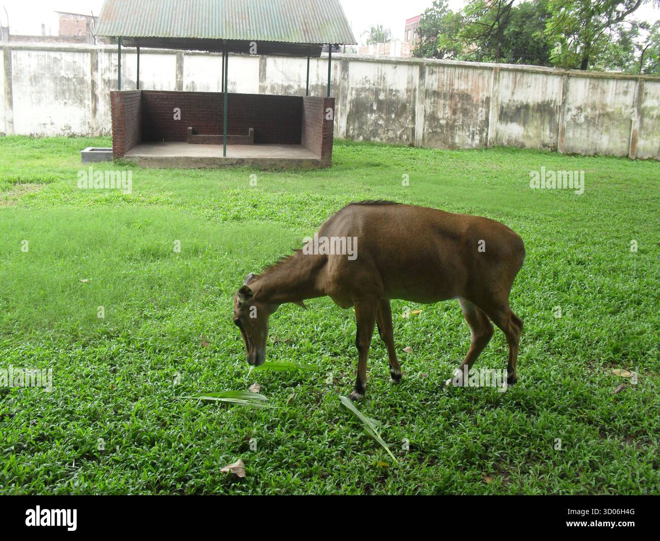 Nilgai (Boselaphus tragocamelus) im Zoo von Dhaka – der majestätische Blaue Stier, der Asiens größte Antilope repräsentiert Stockfoto Nilgai (Boselaphus tragocamelus) im Zoo von Dhaka – der majestätische Blaue Stier, der Asiens größte Antilope repräsentiert Stockfoto