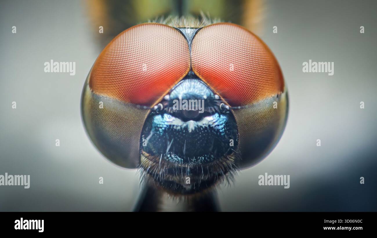 Extremes Makrofoto des Kopfes einer Libelle, das die komplizierten Details ihrer zusammengesetzten Augen, Mundteile und Sinnesorgane enthüllt und das B zeigt Stockfoto